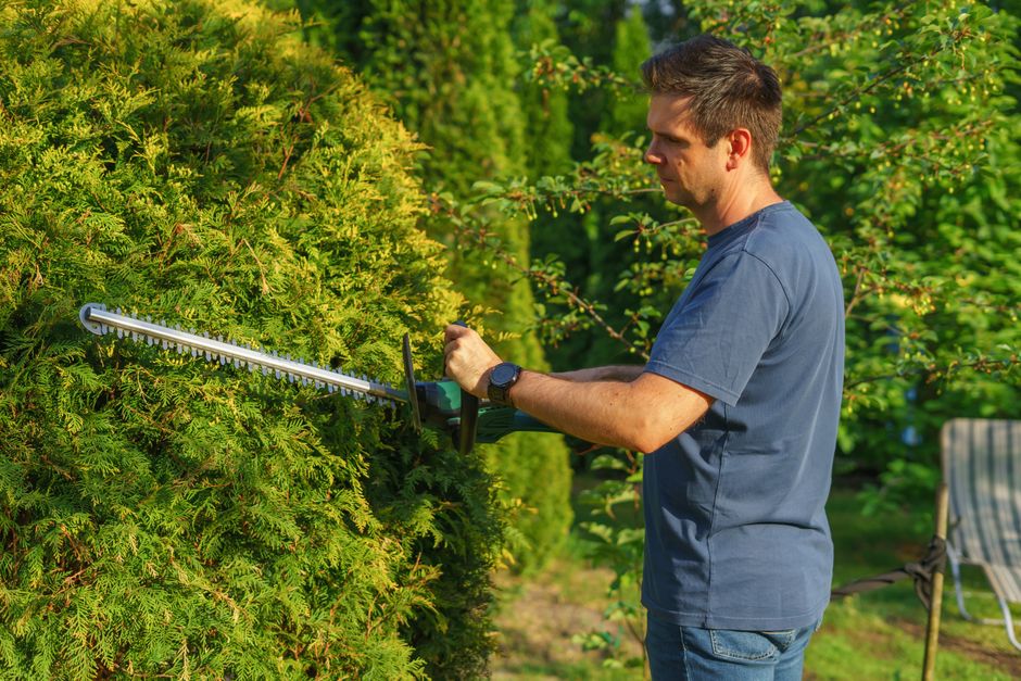 Trimming green hedges